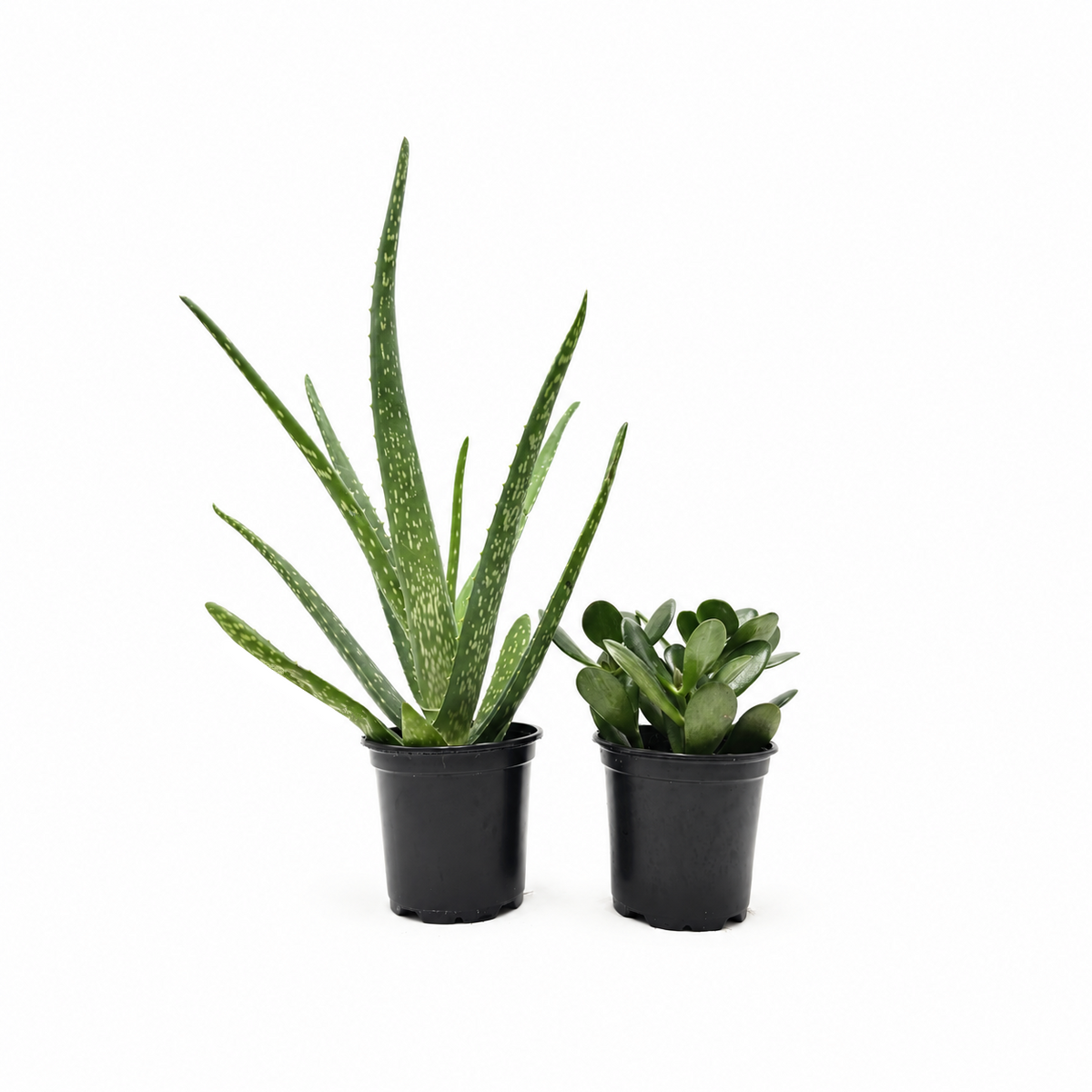 Aloe Vera & Jade Plant Set, 2 Live Succulent Plants in 4-Inch Pots, Easy Care Indoor Houseplants