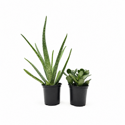 Aloe Vera & Jade Plant Set, 2 Live Succulent Plants in 4-Inch Pots, Easy Care Indoor Houseplants