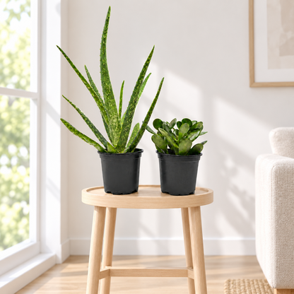 Aloe Vera & Jade Plant Set, 2 Live Succulent Plants in 4-Inch Pots, Easy Care Indoor Houseplants