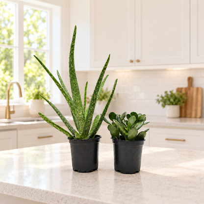 Aloe Vera & Jade Plant Set, 2 Live Succulent Plants in 4-Inch Pots, Easy Care Indoor Houseplants