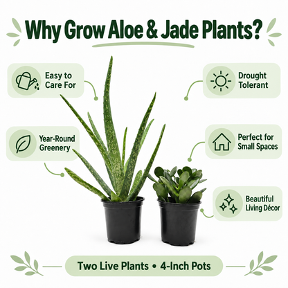 Aloe Vera & Jade Plant Set, 2 Live Succulent Plants in 4-Inch Pots, Easy Care Indoor Houseplants