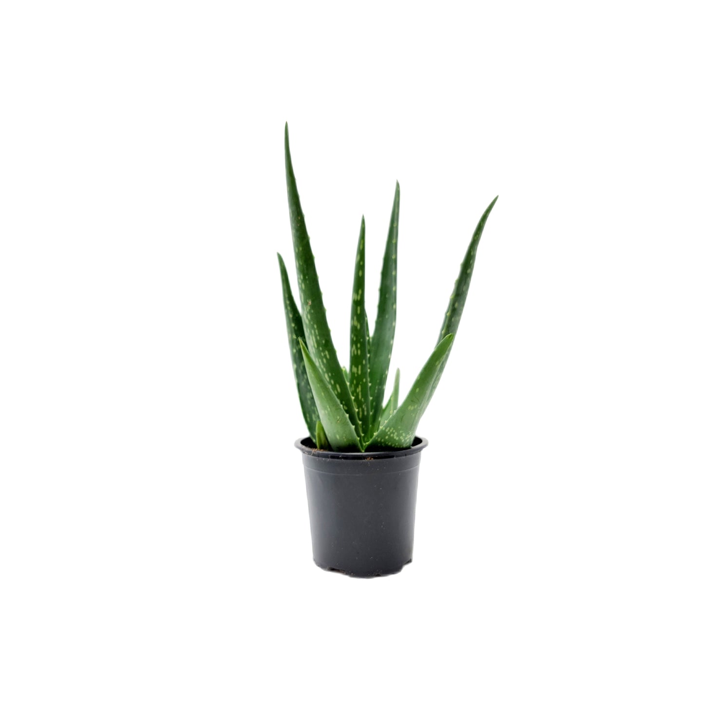 4'' Pot Aloe vera, Burn Aloe, True Aloe – Succulents, Live Indoor Houseplants