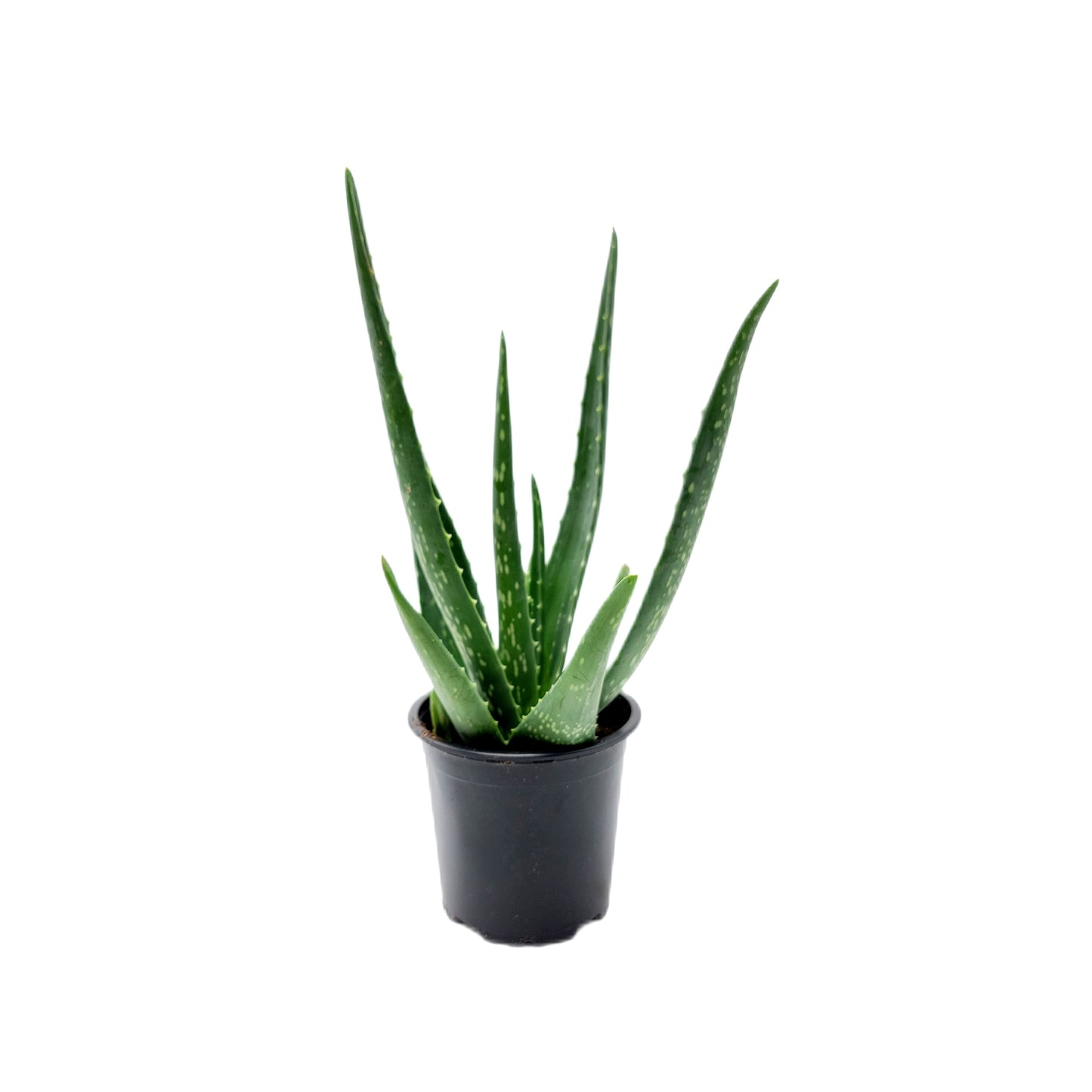 4'' Pot Aloe vera, Burn Aloe, True Aloe – Succulents, Live Indoor Houseplants