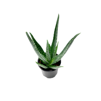 4'' Pot Aloe vera, Burn Aloe, True Aloe – Succulents, Live Indoor Houseplants