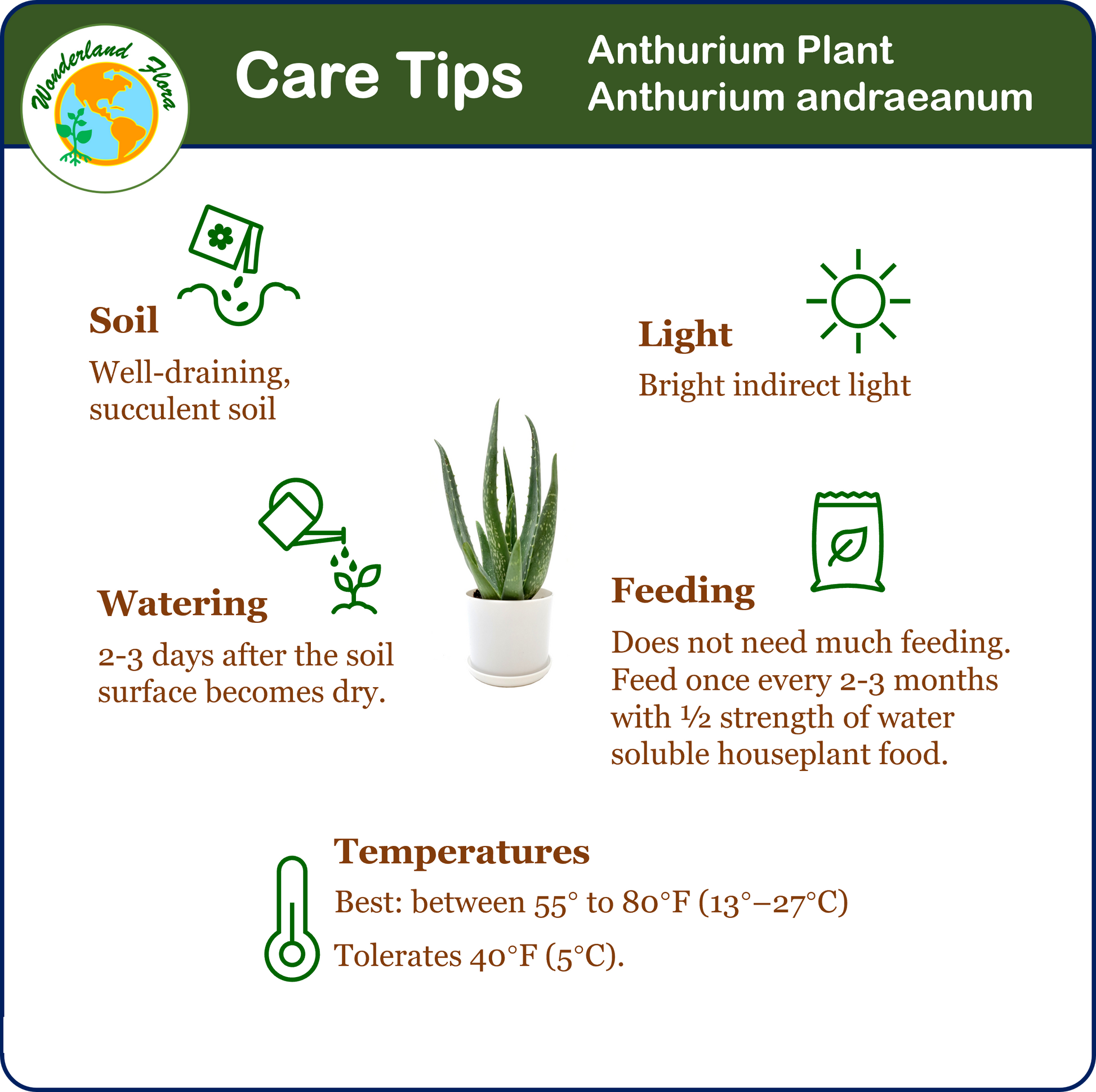 aloe vera plant instructions Aloe vera, Aloe barbadensis, Succulent, 4” Pot – Wonderland Flora