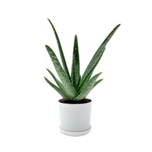 Load image into Gallery viewer, Aloe vera, Aloe barbadensis, Succulent, 4” Pot
