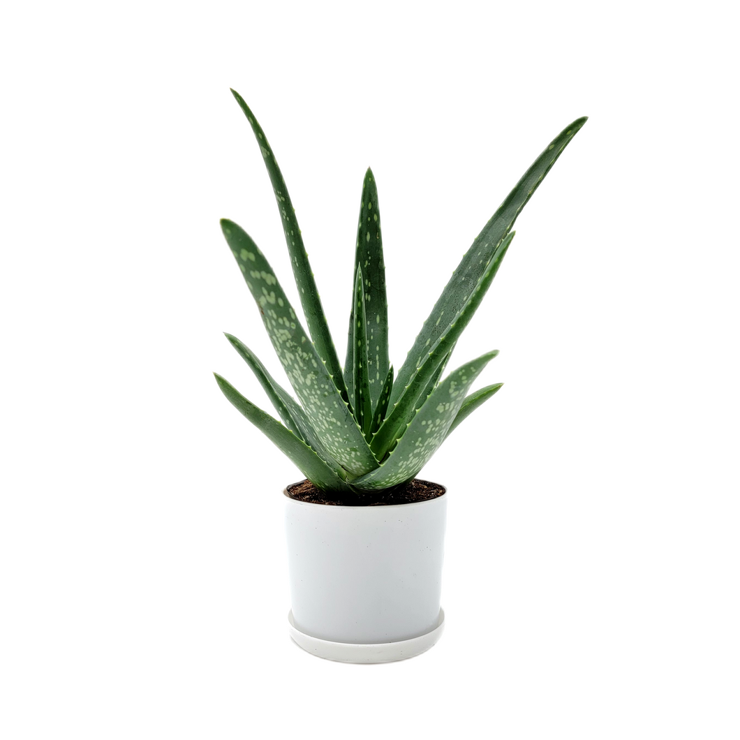 Aloe vera, Aloe barbadensis, Succulent, 4” Pot