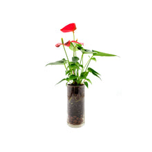 Load image into Gallery viewer, Anthurium Plant in a Glass Vase, Home and Office Décor, Gift for All Occasions
