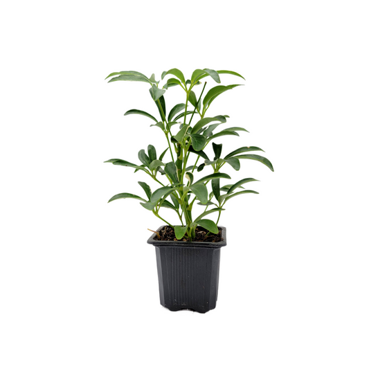 Arboricola Moondrop - Schefflera Arboricola Live Plant in 3-inch Pot | Easy Care Dwarf Umbrella Tree Houseplant