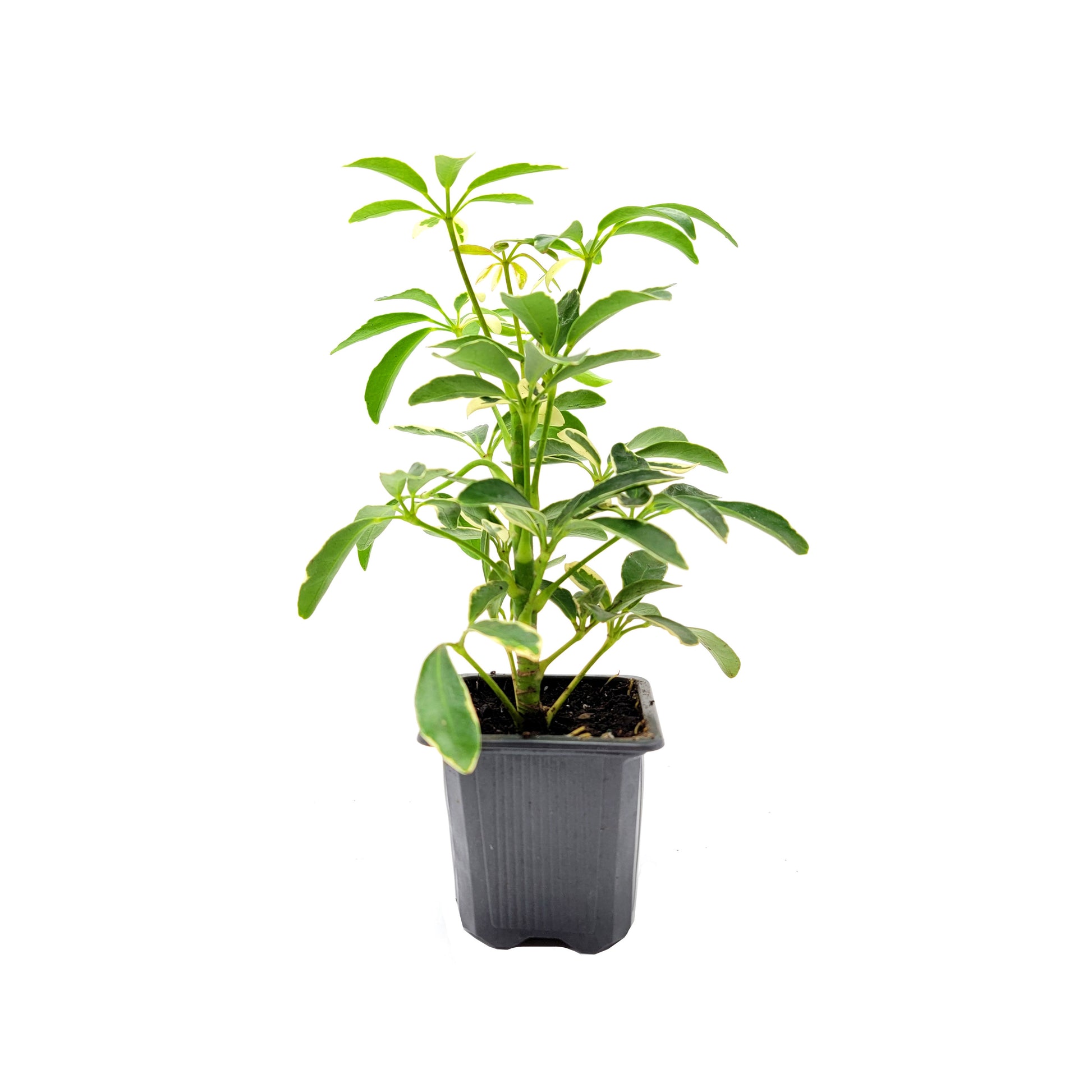 buy schefflera arboricola Schefflera arboricola 'Moondrop', Umbrella Tree, Air Purifier 3” Pot – Wonderland Flora