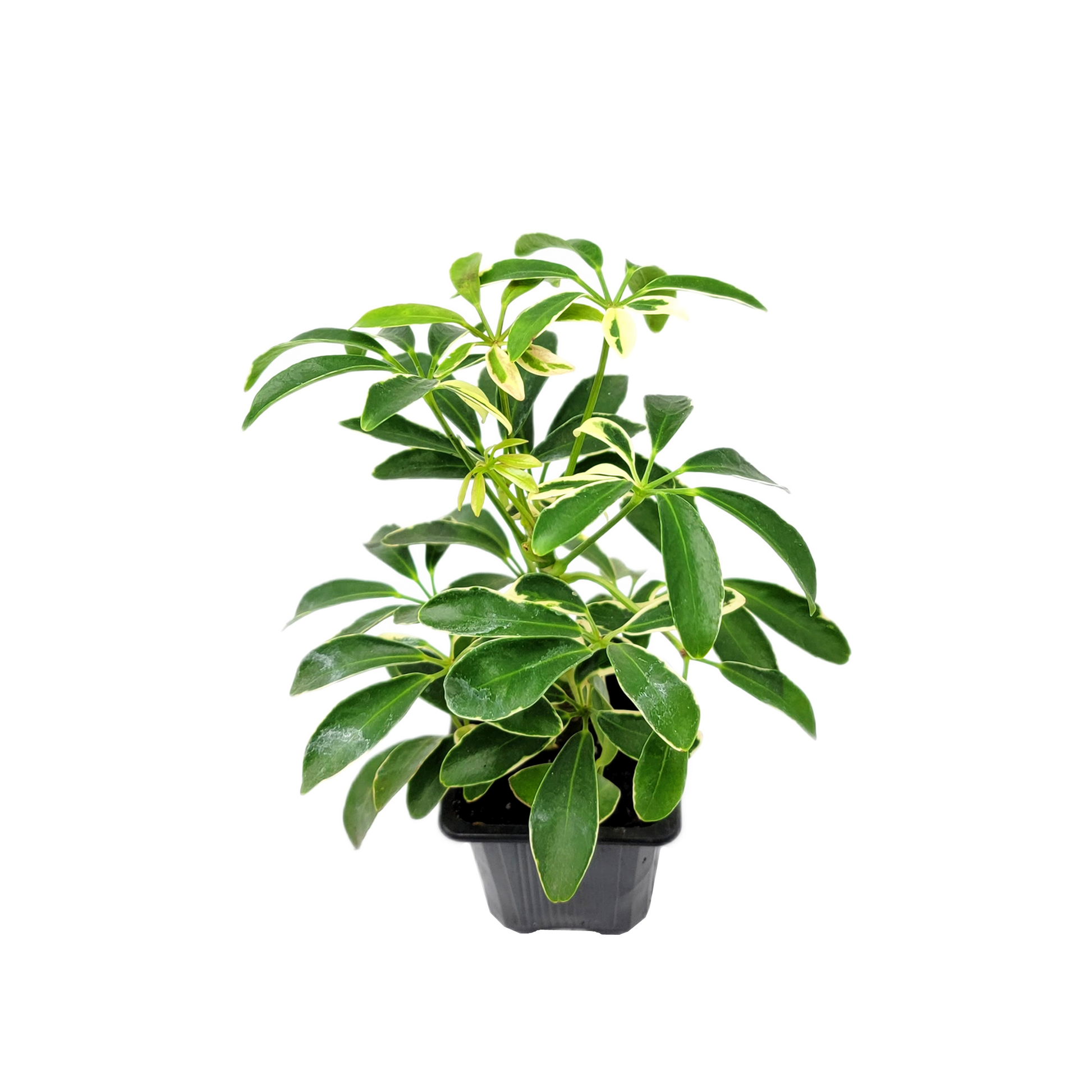 schefflera arboricola & 39 Schefflera arboricola 'Moondrop', Umbrella Tree, Air Purifier 3” Pot