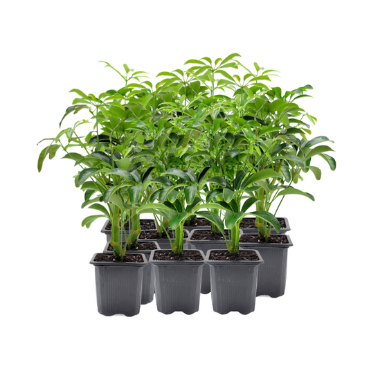 10 PK of Arboricola - Schefflera Arboricola Live Plant in 3-inch Pot, Easy Care Dwarf Umbrella Tree Houseplant (10 Count)