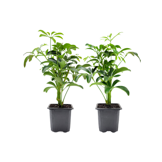 2 PK of Arboricola - Schefflera Arboricola Live Plant in 3-inch Pot, Easy Care Dwarf Umbrella Tree Houseplant (2 Count)
