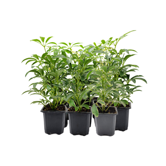10-PK of  Arboricola Moondrop - Schefflera Arboricola Live Plant in 3-inch Pot, Easy Care Dwarf Umbrella Tree Houseplant (10 Count)