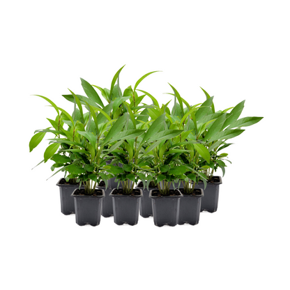 10-PK Ardisia elliptica - Shoebutton Ardisia Live Plant in 3-inch Pot, Easy Care Tropical Houseplant (10 Count)
