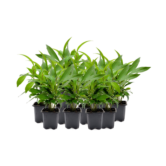 10-PK Ardisia elliptica - Shoebutton Ardisia Live Plant in 3-inch Pot, Easy Care Tropical Houseplant (10 Count)
