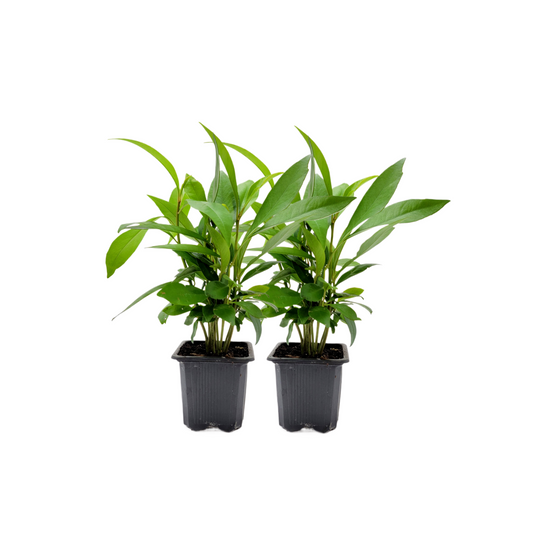 2-PK Ardisia elliptica - Shoebutton Ardisia Live Plant in 3-inch Pot, Easy Care Tropical Houseplant (2 Count)