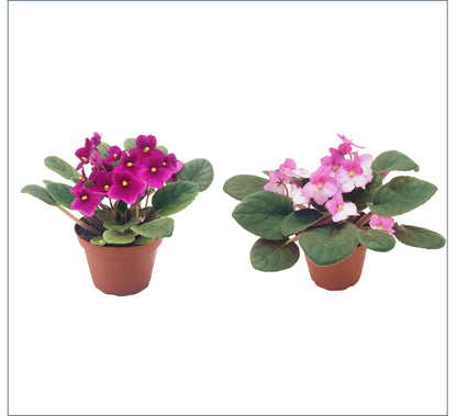 2-PK African Violets, Saintpaulia ionantha, Burgundy Red, Pink White, Repeatedly Flowering, Houseplant, Indoor Plant, 4-inch Pots