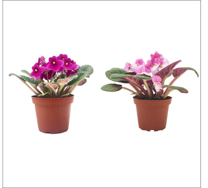 2-PK African Violets, Saintpaulia ionantha, Burgundy Red, Pink White, Repeatedly Flowering, Houseplant, Indoor Plant, 4-inch Pots