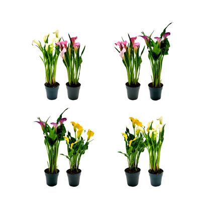 planting potted calla lily outdoors Twin-PK, Calla Lilies in 4.5-inch Pot, Indoor and Outdoor Flowering Li – Wonderland Flora