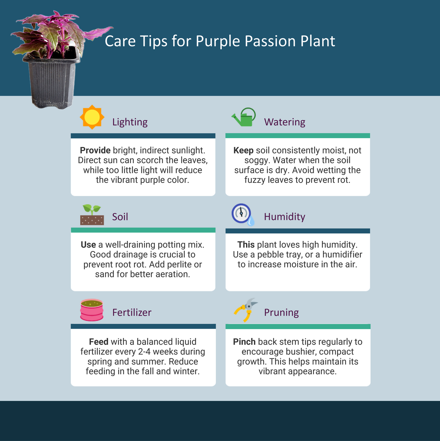 Purple Passion Plant, Gynura aurantiaca in 3-inch Pot, Fuzzy Purple Indoor Houseplant, Pet Safe