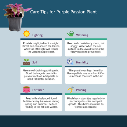 Purple Passion Plant, Gynura aurantiaca in 3-inch Pot, Fuzzy Purple Indoor Houseplant, Pet Safe