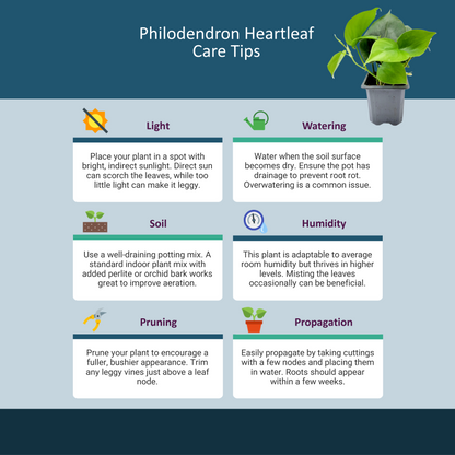 2-PK of Heart Leaf Philodendron (2 Count), Philodendron cordantum in 3-inch Pot, Easy Trailing Indoor Plant for Low Light and Hanging Displays