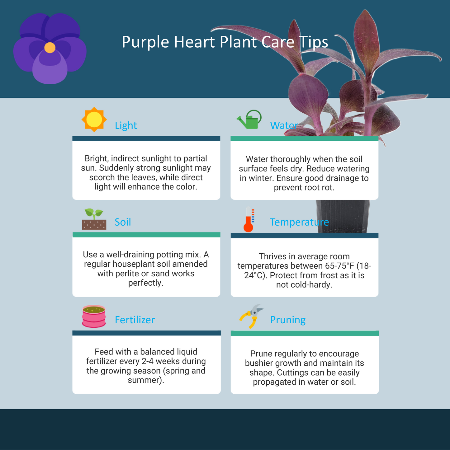 Purple Heart Plant – Vibrant Tradescantia Pallida, 3-inch Pot, Easy Trailing Houseplant for Indoors and Outdoors