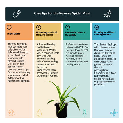 Reverse Variegated Spider Plant – Chlorophytum comosum ‘Reverse’ in 3-inch Pot, Air Purifier, Easy Indoor Houseplant
