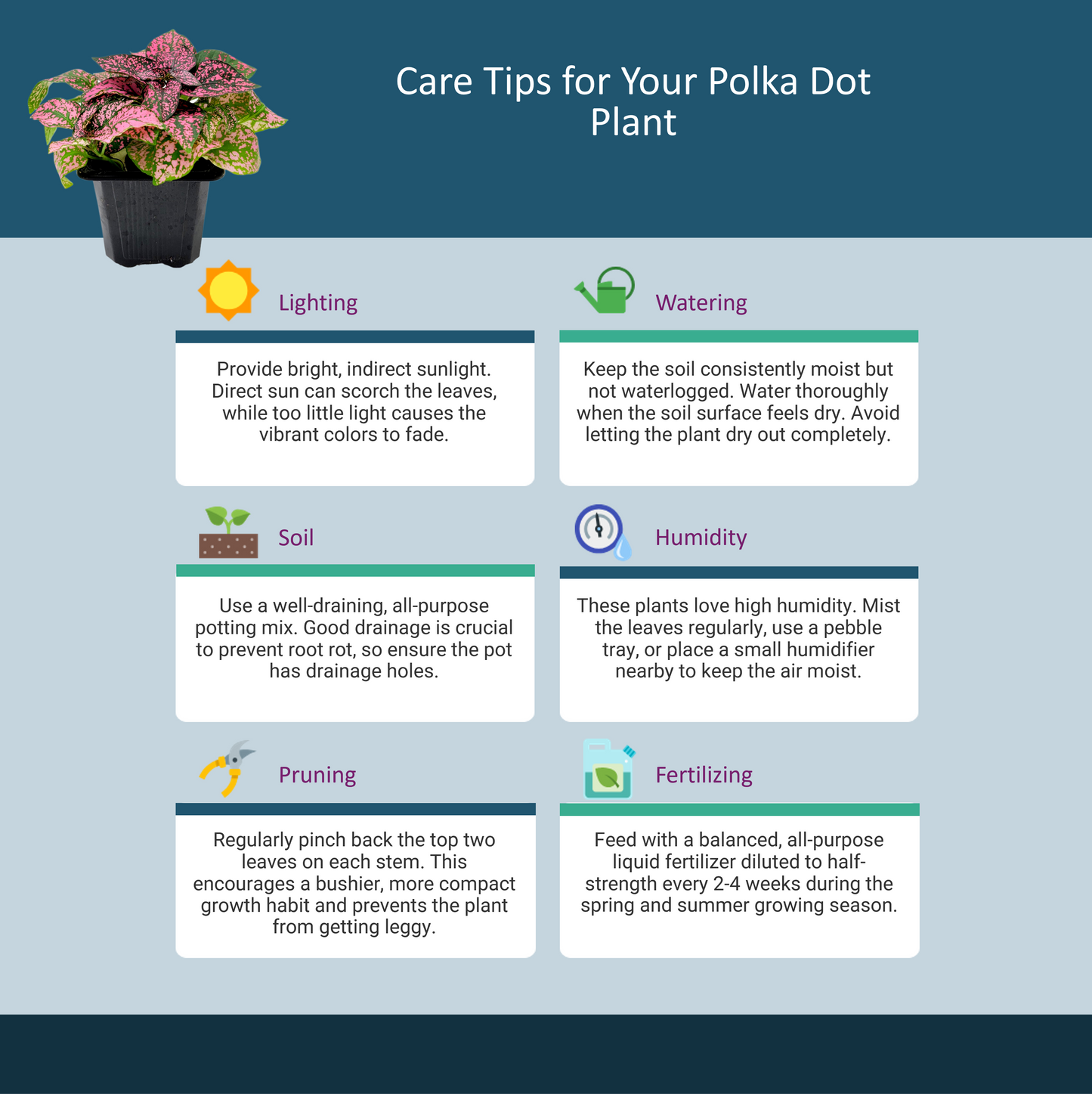 10-PK of Polka Dot Plants (10 Count), Hypoestes phyllostachya, 3-inch Pots, Colorful Indoor Houseplant with Pink and Green Foliage for Low Light Spaces