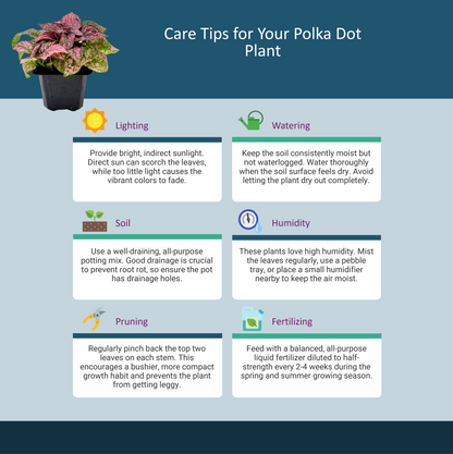 10-PK of Polka Dot Plants (10 Count), Hypoestes phyllostachya, 3-inch Pots, Colorful Indoor Houseplant with Pink and Green Foliage for Low Light Spaces