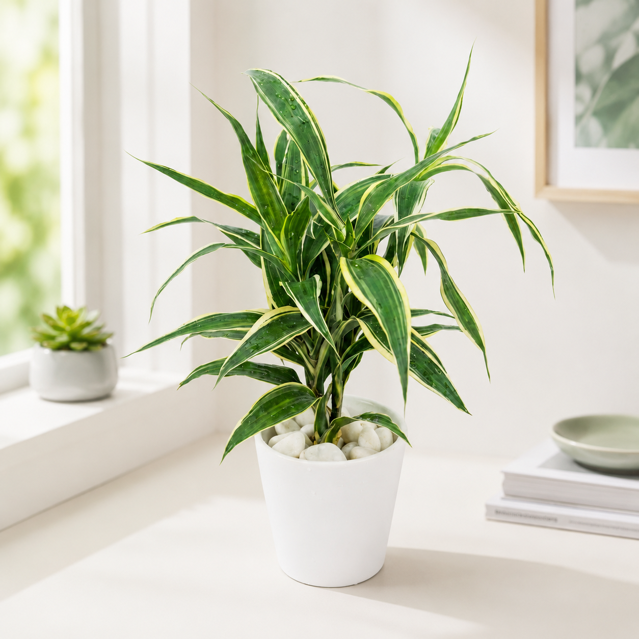 Hydroponic Dracaena Sanderiana Live Plant in 4.25" White Ceramic Pot | Lucky Bamboo Relative | Easy Care Indoor Air Purifying Houseplant