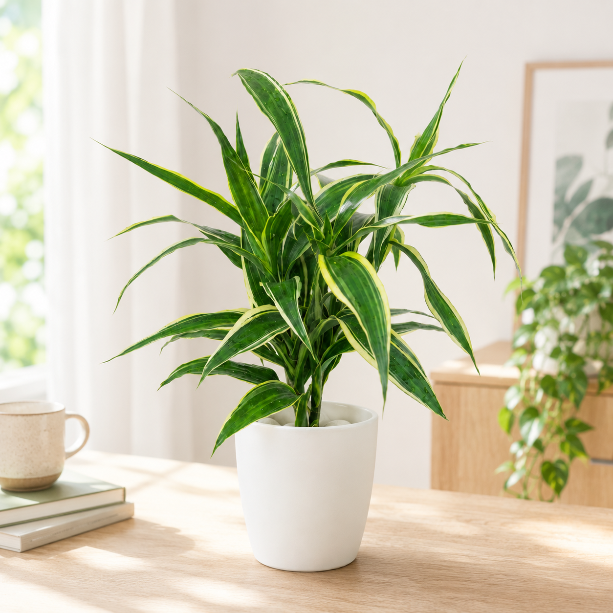 Hydroponic Dracaena Sanderiana Live Plant in 4.25" White Ceramic Pot | Lucky Bamboo Relative | Easy Care Indoor Air Purifying Houseplant