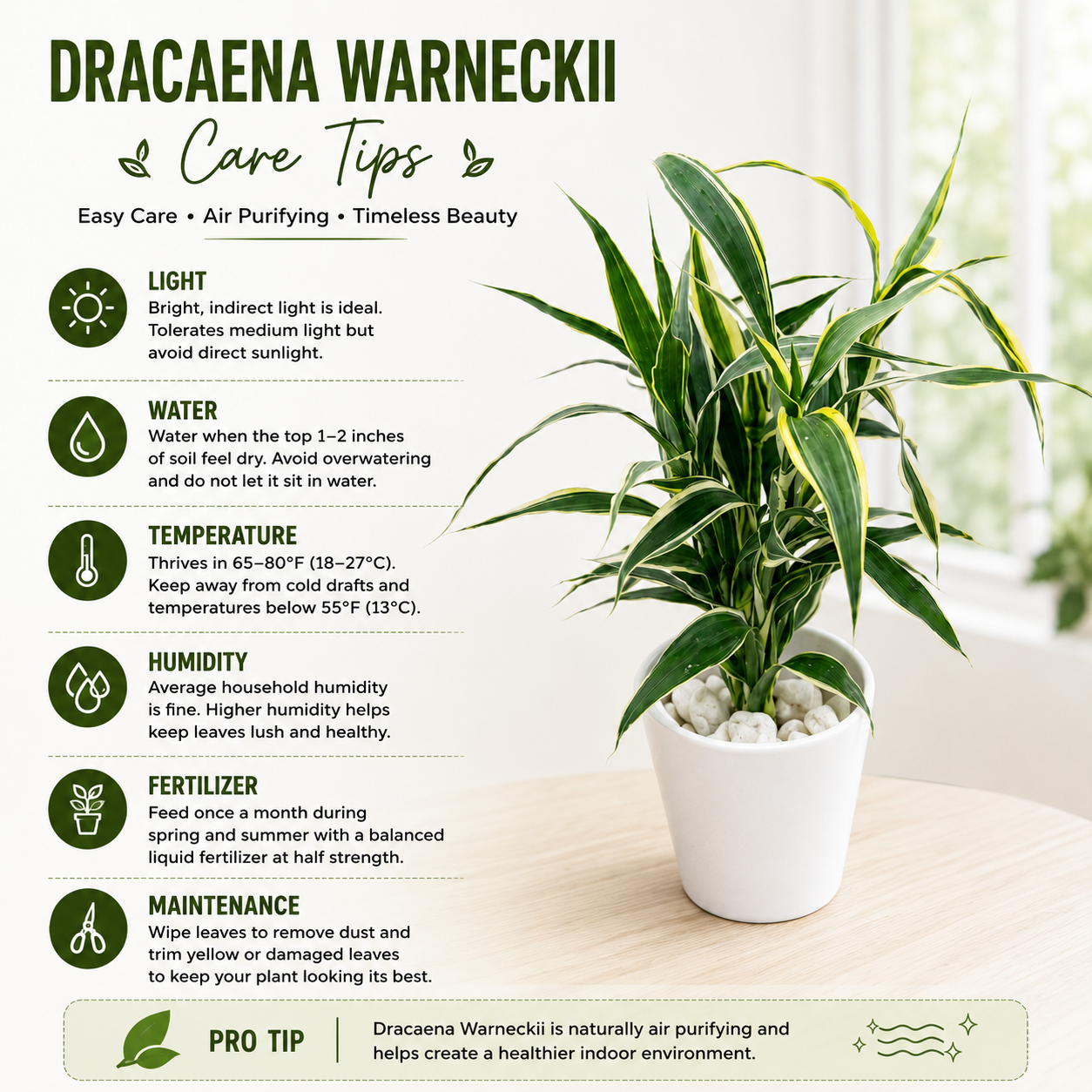 Hydroponic Dracaena Sanderiana Live Plant in 4.25" White Ceramic Pot | Lucky Bamboo Relative | Easy Care Indoor Air Purifying Houseplant