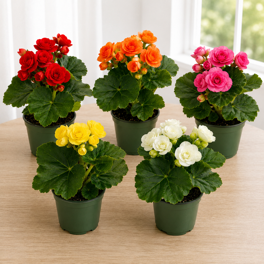 Assorted Color Begonia Live Plant in 4.5-inch Pot, Red, Pink, Orange, White or Yellow Flowering Indoor Houseplant, Easy Care Blooming Plant