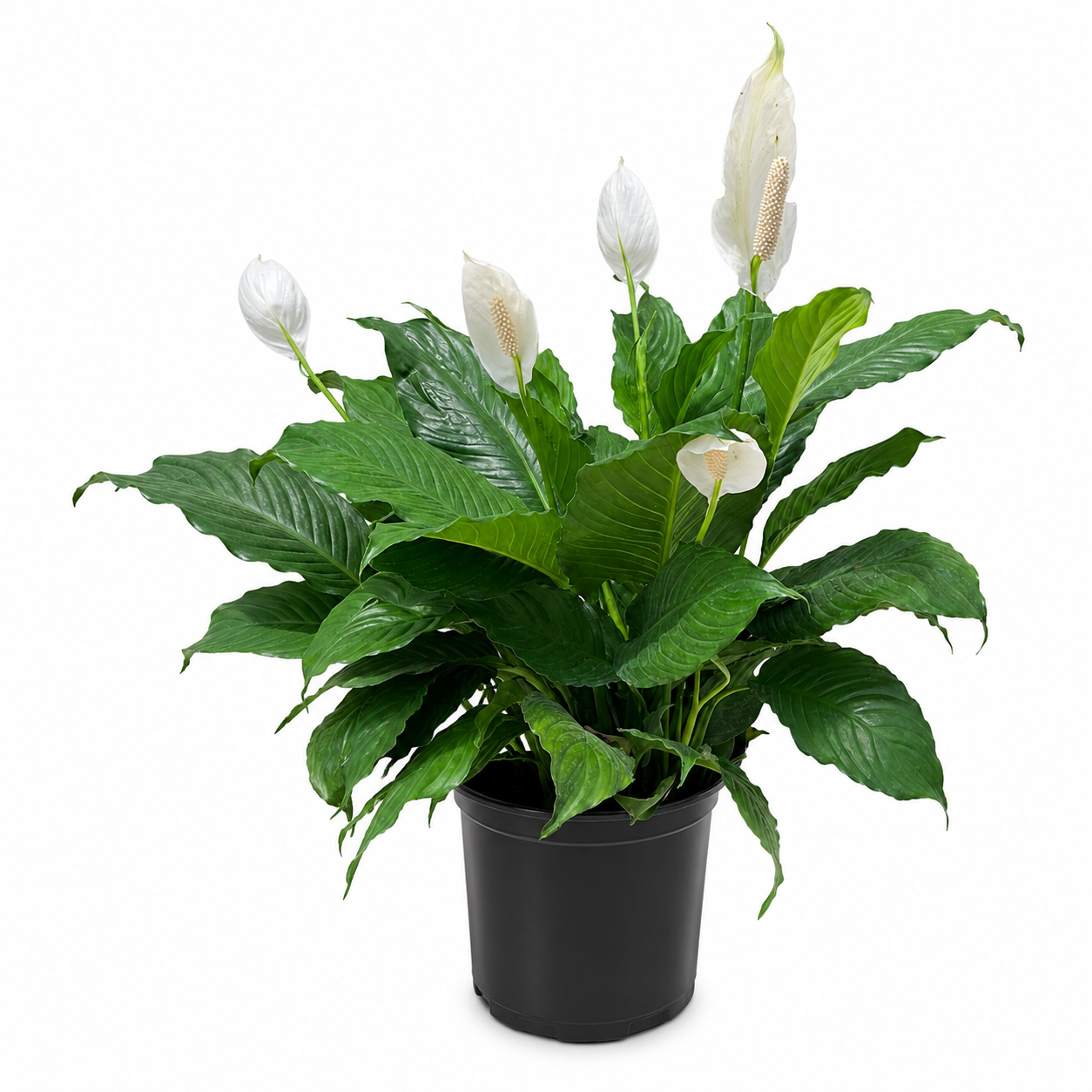 10" Peace Lily Plant (Spathiphyllum) – Large Air Purifying Indoor Houseplant with Elegant White Blooms