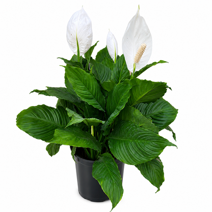 10" Peace Lily Plant (Spathiphyllum) – Large Air Purifying Indoor Houseplant with Elegant White Blooms