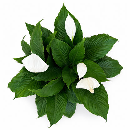 10" Peace Lily Plant (Spathiphyllum) – Large Air Purifying Indoor Houseplant with Elegant White Blooms