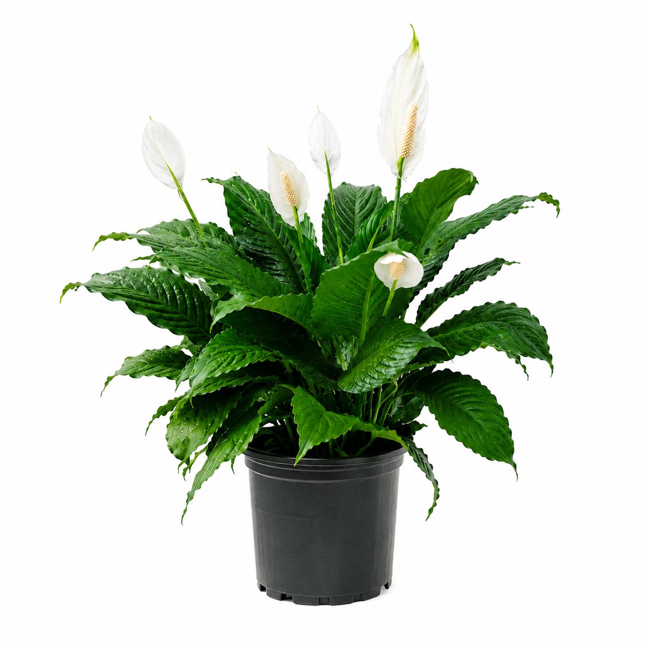 10" Peace Lily Plant (Spathiphyllum) – Large Air Purifying Indoor Houseplant with Elegant White Blooms