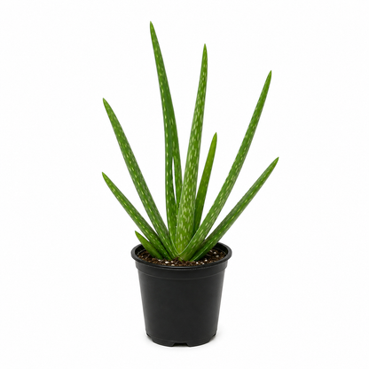 is aloe vera considered a succulent Aloe vera, Aloe barbadensis, Succulent, 4” Pot