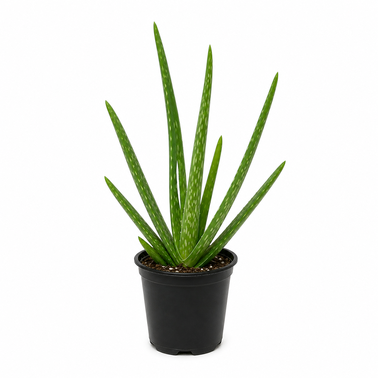 Aloe vera, Aloe barbadensis, Succulent, 4” Pot