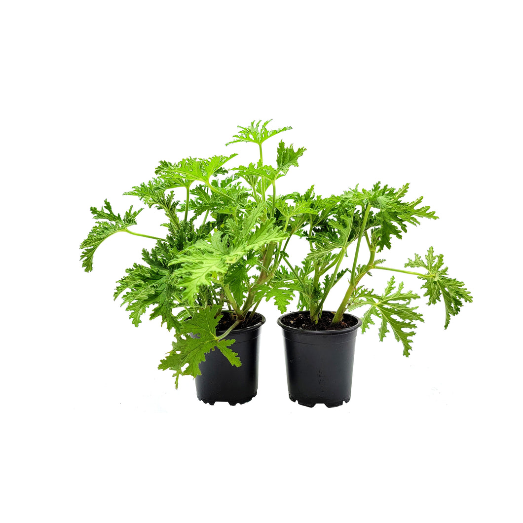 Twin-PK of Live Citrosa Plants, Mosquito Plant, Citronella Geranium Plant, Fragrant Plant, Bug Repellent, Edible, 4.5-inch Pots