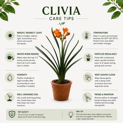 Clivia, Clivia miniate, Bush Lily, Natal Lily, Foliage Plants, Flowering Plants - 6" Pot, Flowering Seasonally