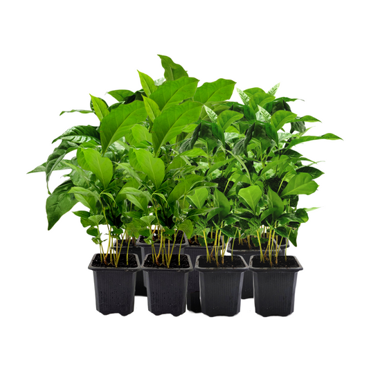 10-PK of Coffee Plant - Coffea Arabica Live Plant in 3-inch Pot, Grow Your Own Coffee Beans Indoor as a Houseplant (10 Count)