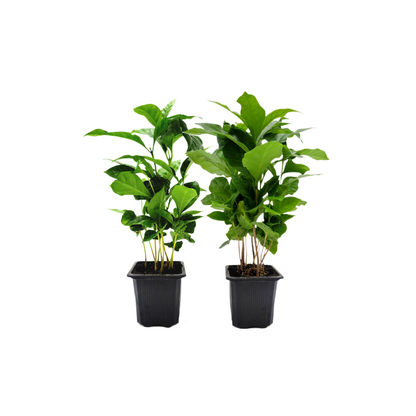 2-PK of Coffee Plant - Coffea Arabica Live Plant in 3-inch Pot, Grow Your Own Coffee Beans Indoor as a Houseplant (2 Count)
