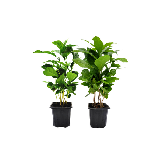 2-PK of Coffee Plant - Coffea Arabica Live Plant in 3-inch Pot, Grow Your Own Coffee Beans Indoor as a Houseplant (2 Count)
