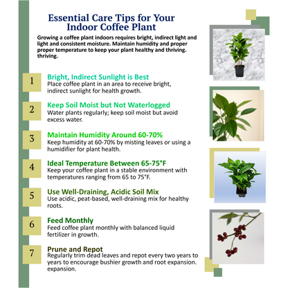 fertilizer for arabica coffee plant Coffee Plant