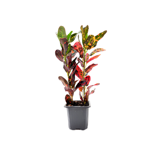 Croton Mammy - Codiaeum Variegatum Live Plant in 3-inch Pot, Vibrant Colorful Tropical Houseplant