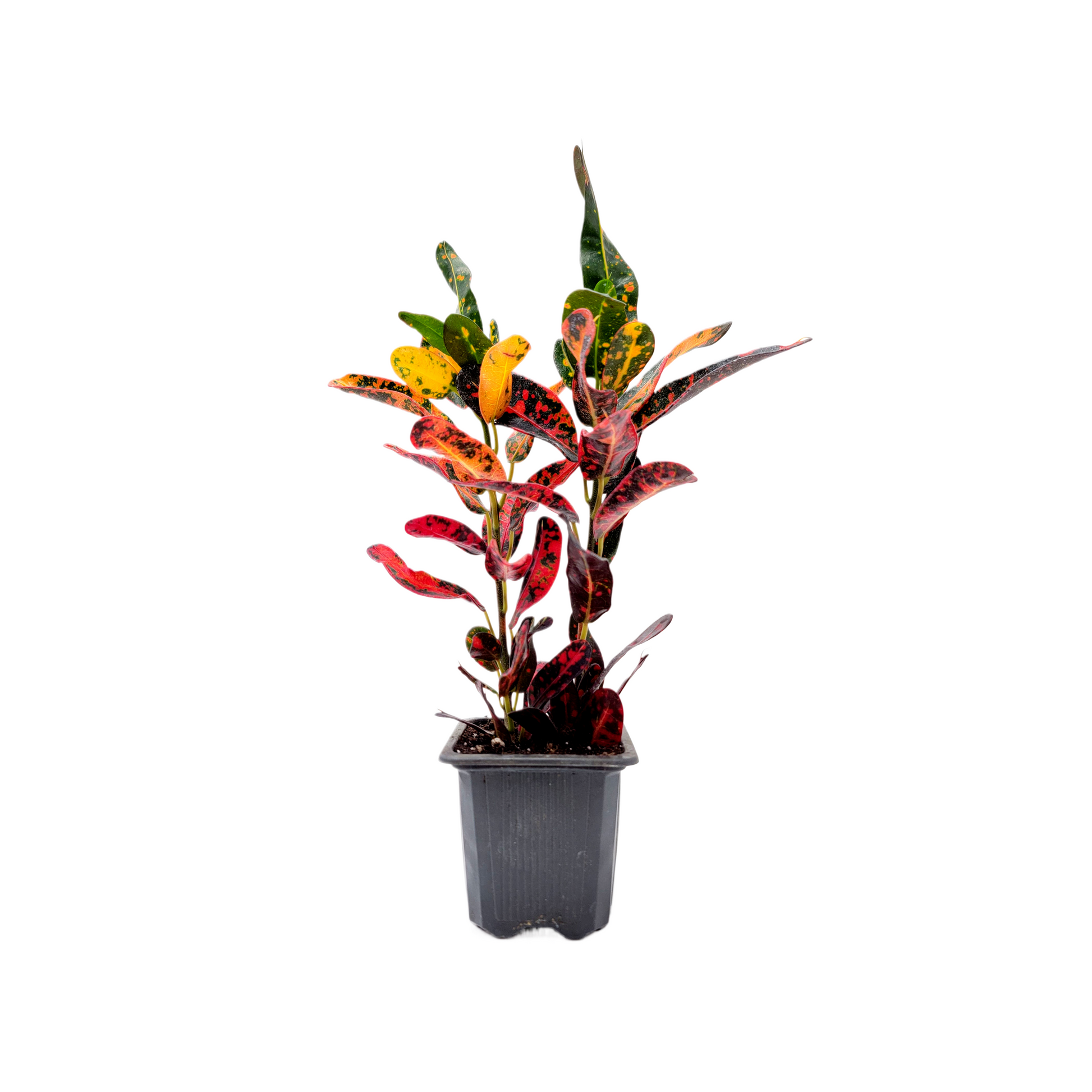 croton mammy price Croton Mammy