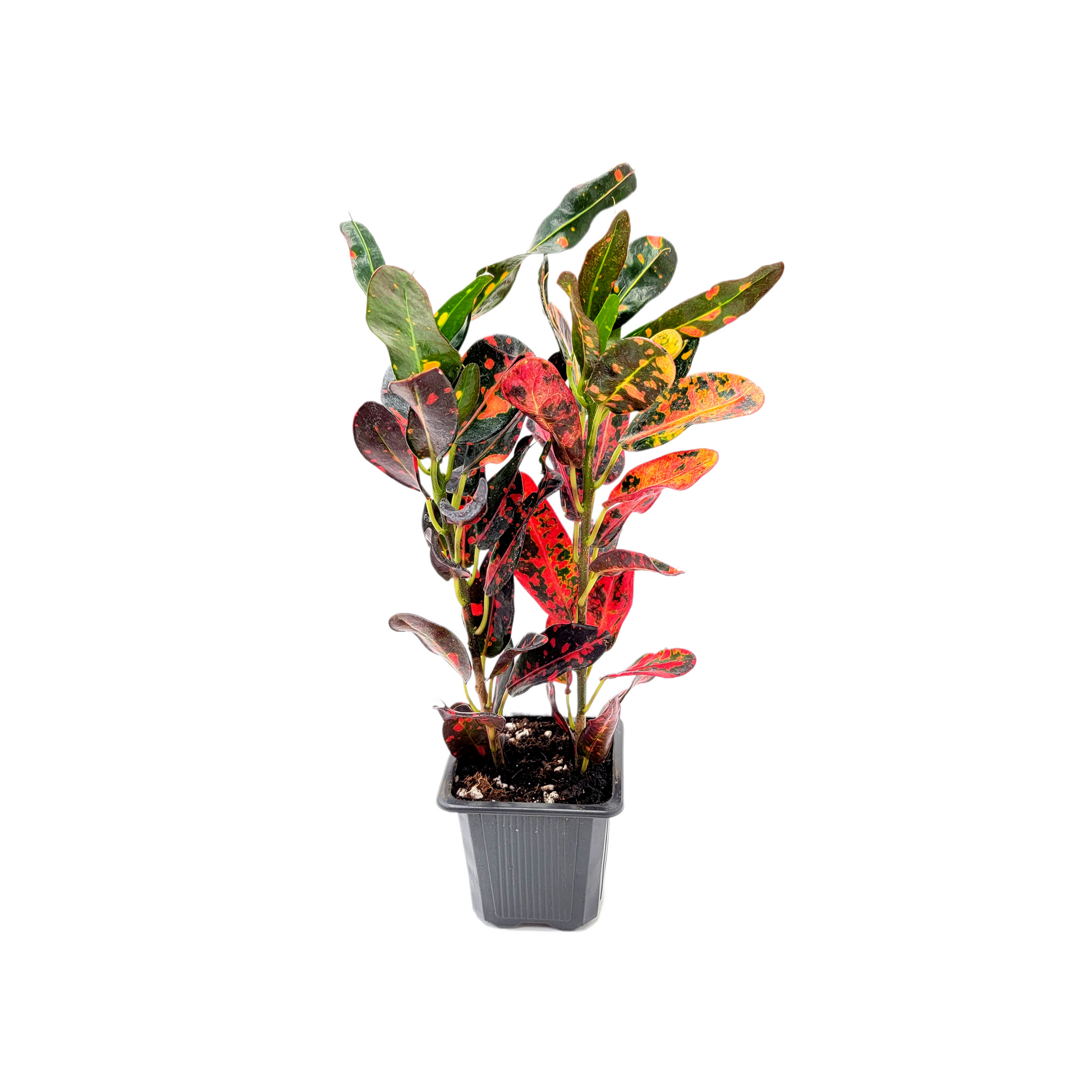multi color house plant Croton Mammy